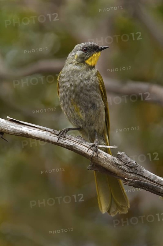 Yellow-throated Honeyeater (Nesoptilotis flavicollis), Tasmania, Australia