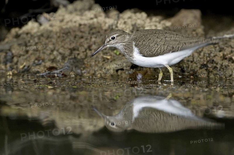 Common Sandpiper (Actitis hypoleucos), Saxony, Germany