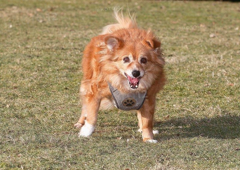 Chihuahua-Spitz crossbreed (Canis lupus familiaris), standing from the front on the meadow, North Rhine-Westphalia, Germany