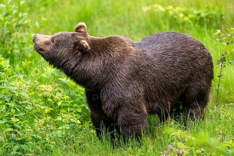 Eurasian brown bear (Ursus arctos arctos) standing between bushes, Bavarian Forest, Bavaria, Germany