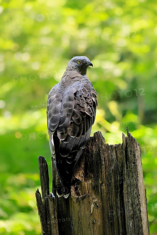 Honey buzzard (Pernis apivorus), adult, perch, vigilant, in summer, Šumava, Czech Republic