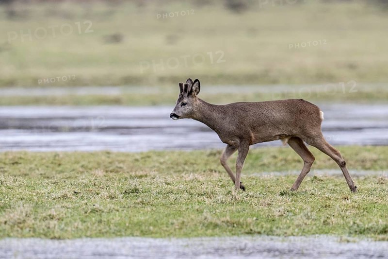 Roe deer (Capreolus capreolus), Lower Saxony, Germany