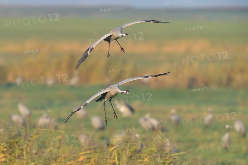 Common Crane (Grus grus) flying, Mecklenburg-Western Pomerania, Germany