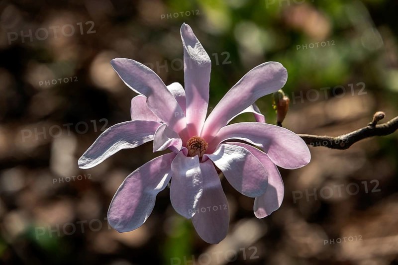 Flower of the star magnolia (Magnolia stellata), Baden-Württemberg, Germany