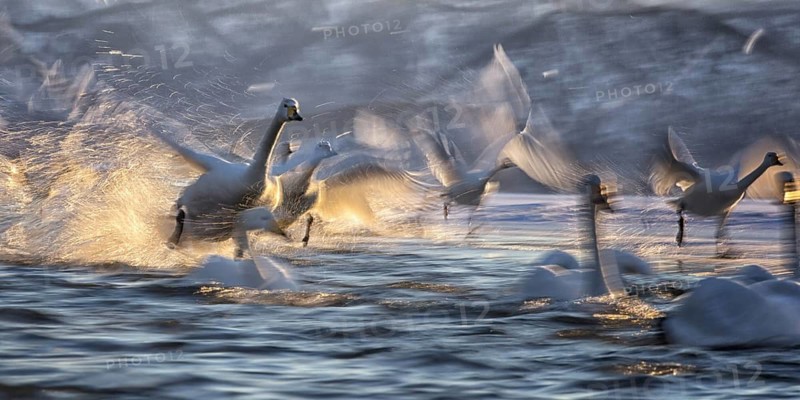 Whooper Swan (Cygnus cygnus) group, Hokkaido, Japan