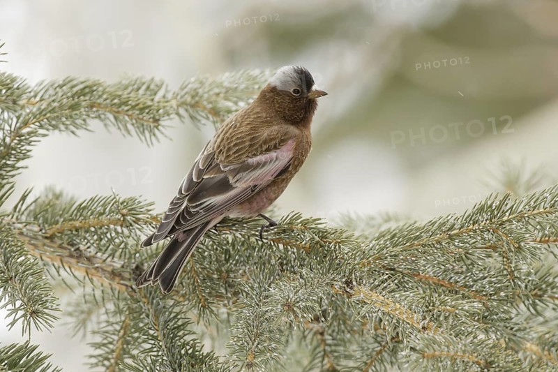 Grey-crowned Rosy Finch (Leucosticte tephrocotis), California, USA