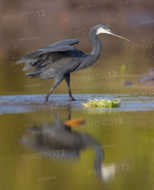 Great Egret, (Egretta gularis), foraging, Raysut, Salalah, Dhofar, Oman