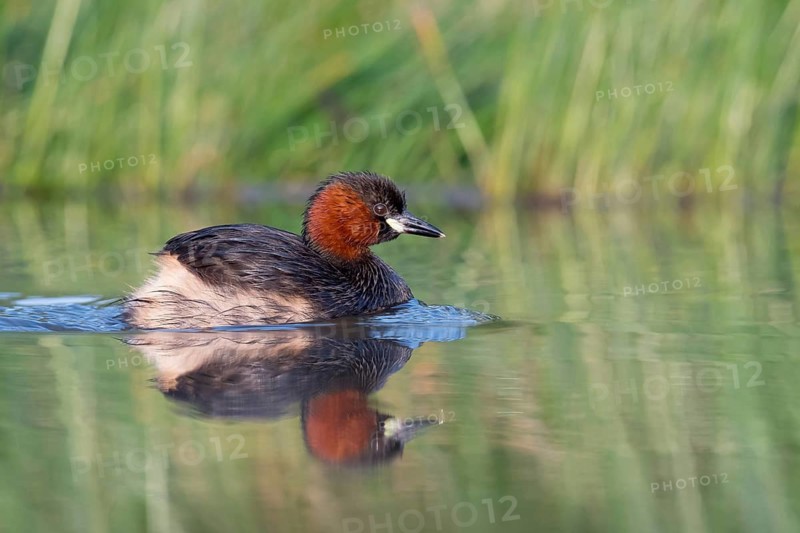 Little Grebe (Tachybaptus ruficollis), Saxony, Germany