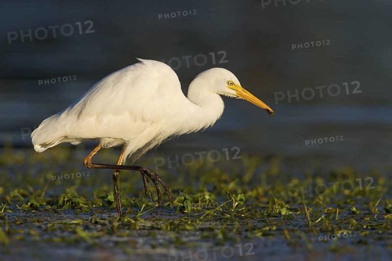 Intermediate Egret (Ardea intermedia) foraging, Queensland, Australia