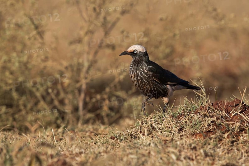 White-crowned Starling (Lamprotornis albicapillus) perched on the ground, Oromia, Ethiopia