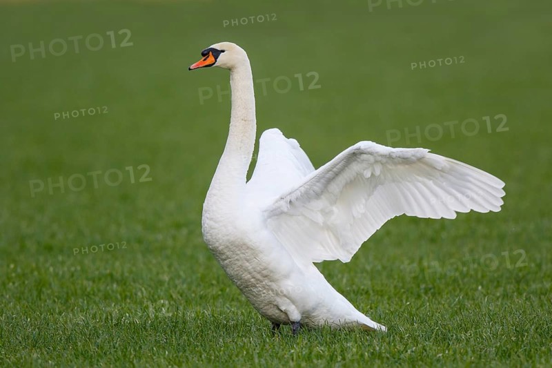 Mute Swan (Cygnus olor) flapping, North Rhine-Westphalia, Germany