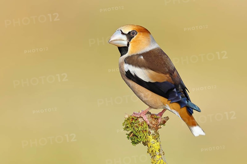 Hawfinch (Coccothraustes coccothraustes), male, sitting on a branch overgrown with moss, North Rhine-Westphalia, Germany