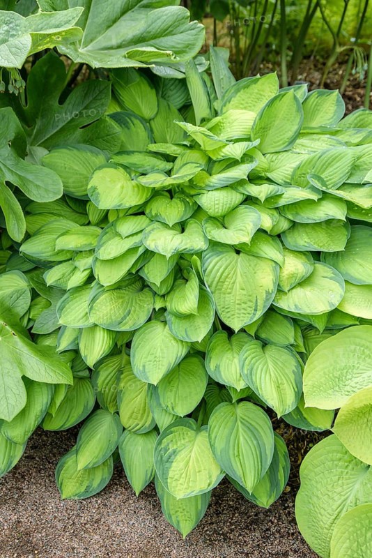 Funkia (Hosta 'Paul's Glory'),  Sweden