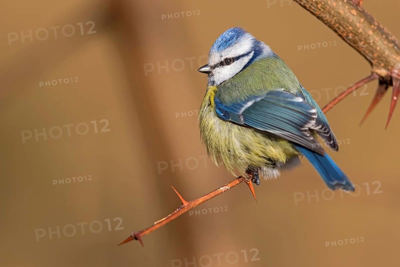 Blue tit, (Parus caeruleus), perch, tit dumpling, biotope, habitat, animals, birds, tits, songbirds, songbird, Berghäuser Altrhein, Speyer district, Rhineland-Palatinate, Federal Republic of Germany