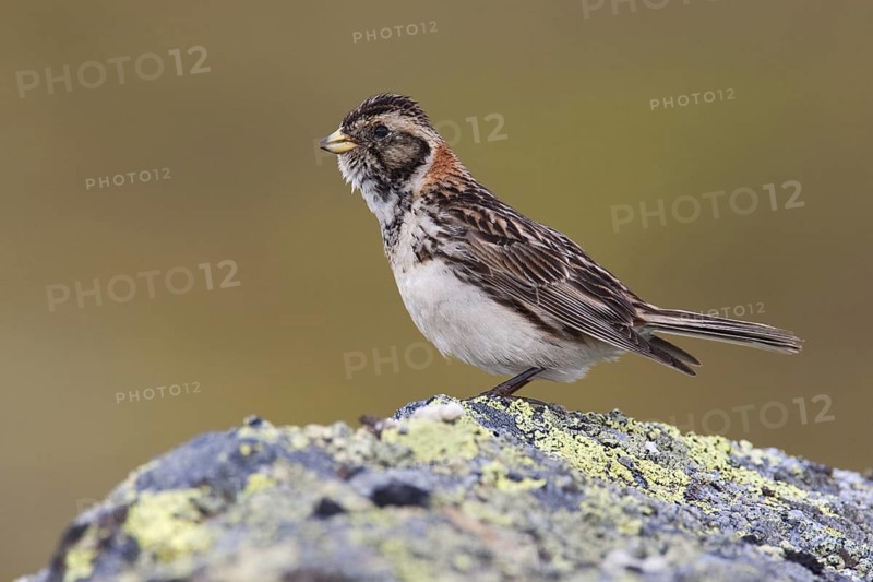 Lapland Longspur (Calcarius lapponicus) female, Varanger, Norway