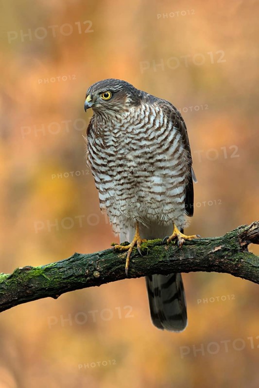Eurasian Sparrowhawk (Accipiter nisus) young male, Utrecht, Netherlands