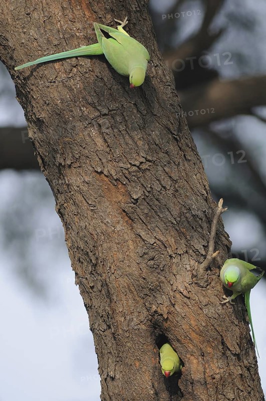 Rose-ringed Parakeet (Psittacula krameri), Keoladeo National Park, India