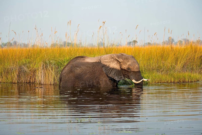 African elephant (Loxodonta africana) in the swamp, Xakanaxa Lagoon, Okavango Delta, Moremi Game Reserve, Botswana
