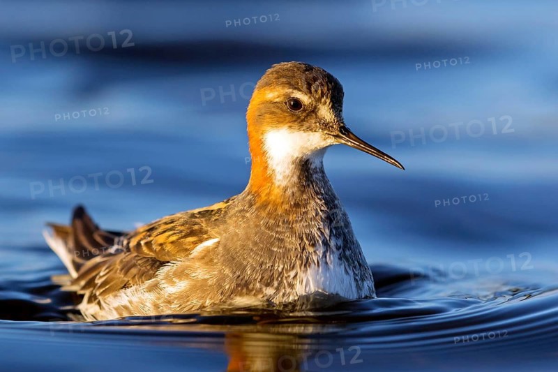 Odin's chicken, (Phalaropus lobatus), swims in the water, wading bird, Varanger, Finnmark, Norway