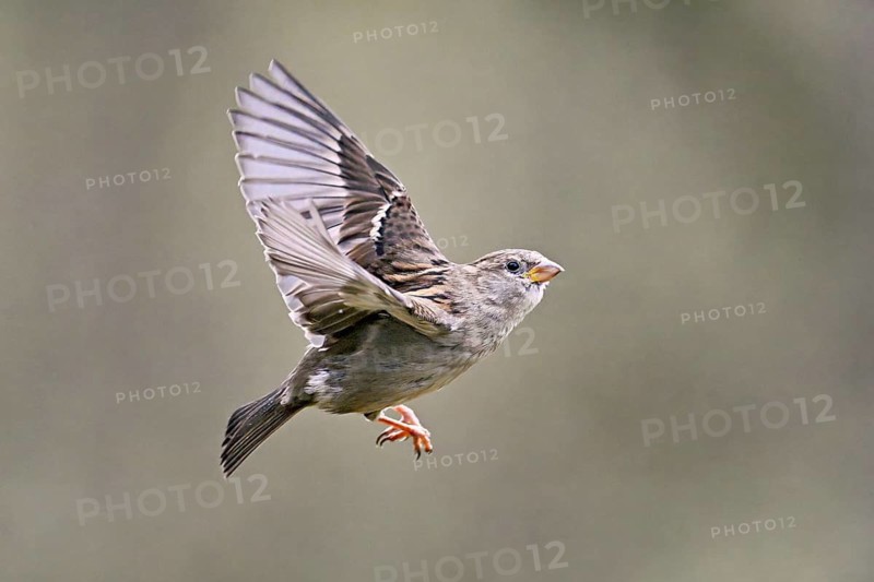 House Sparrow (Passer domesticus), female in flight, Meienberg, Canton Aargau, Switzerland