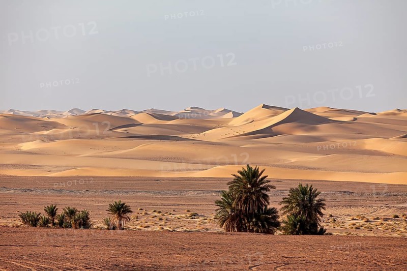 Sand dunes in the background with palm trees in the foreground of a dry desert, The sand dunes of the Sahara in Algeria