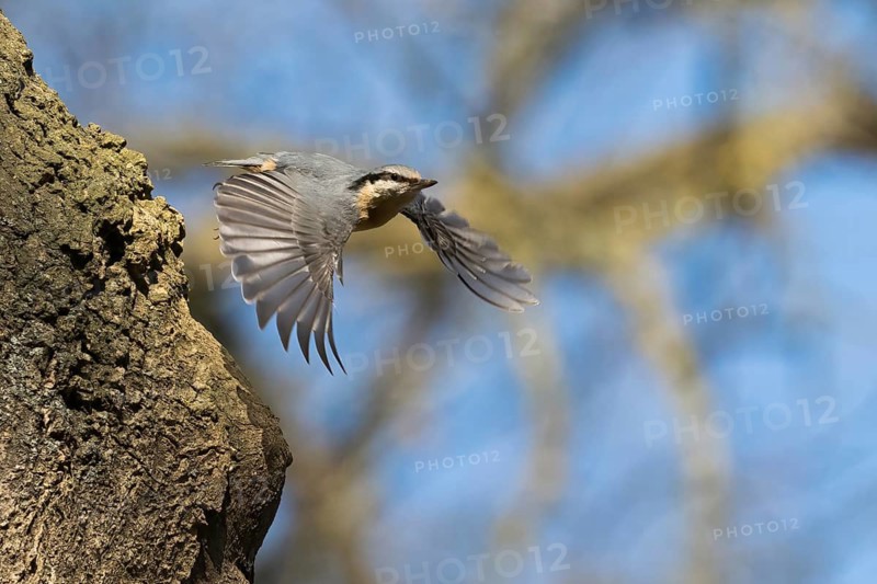 A nuthatch (Sitta europaea) taking off from a tree trunk, Hesse, Germany