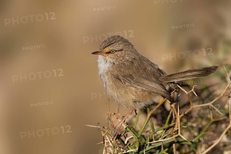 Streaked Scrub-warbler - Wüstenprinie - Scotocerca inquieta ssp. saharae, Morocco