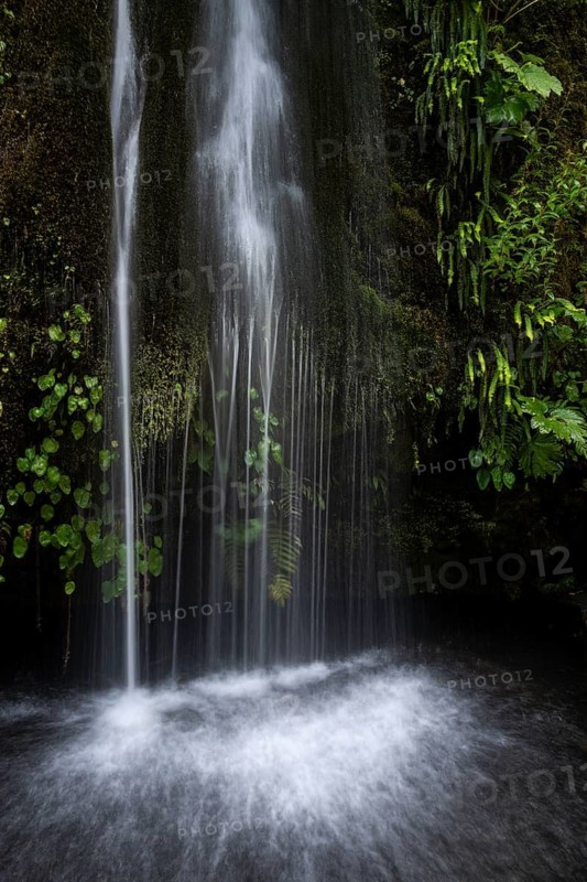 Waterfall cascades over a moss-covered rock face with ferns (Blechnum) and climbing plants in pools, Valdivian rainforest, Villarrica National Park, Región de la Araucanía, Chile