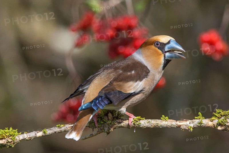 A hawfinch (Coccothraustes coccothraustes), male with open beak on a branch, surrounded by red berries. Intense colours, Baden-Württemberg, Germany