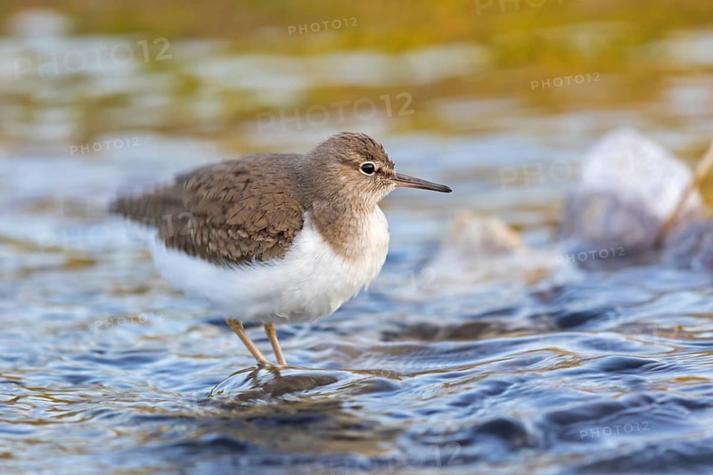 Flussuferläufer, Flußuferläufer, Common Sandpiper, Actitis hypoleucos, Tringa hypoleucos, Chevalier guignette, Andarríos Chico