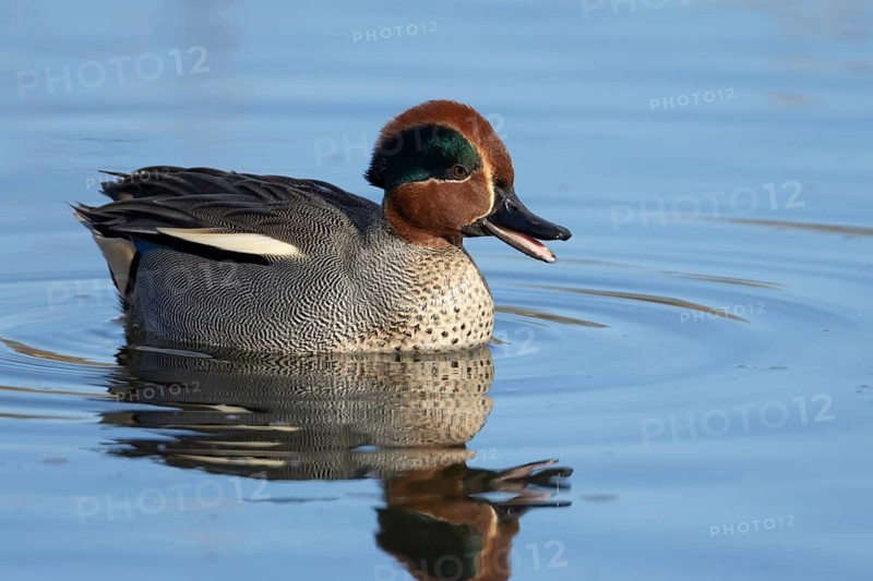Common teal duck (Anas crecca) adult male bird calling on a lake, England, United Kingdom