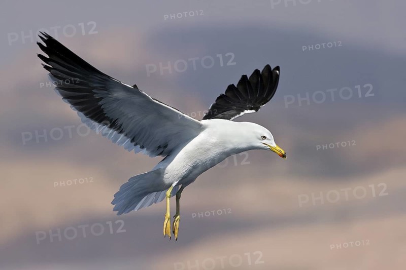 Lesser Black-backed Gull (Larus fuscus) flying, Eilat, Israel