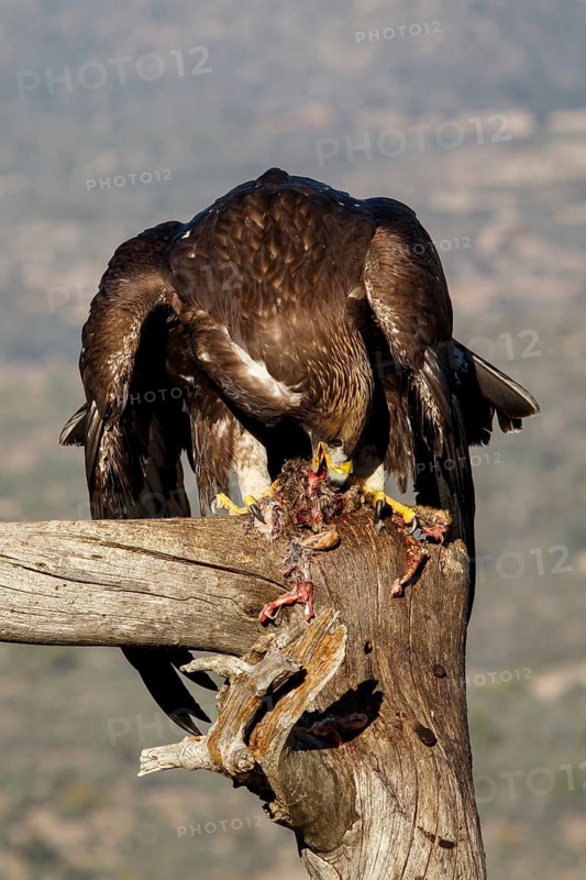 Golden Eagle (Aquila chrysaetos) immature, first winter plumage eating a rabbit, Castile and Leon, Spain