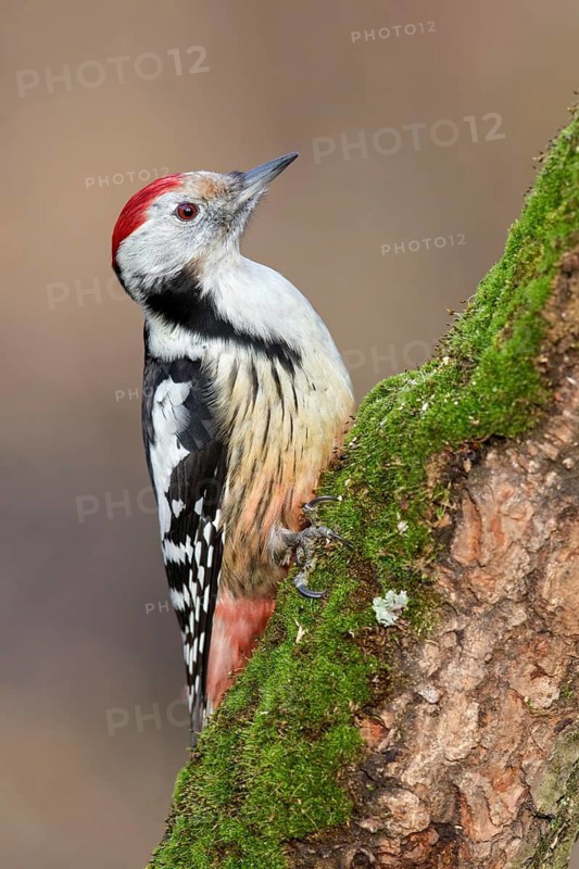 Middle Spotted Woodpecker (Dendrocoptes medius) climbing up old mossy tree trunk, Poland