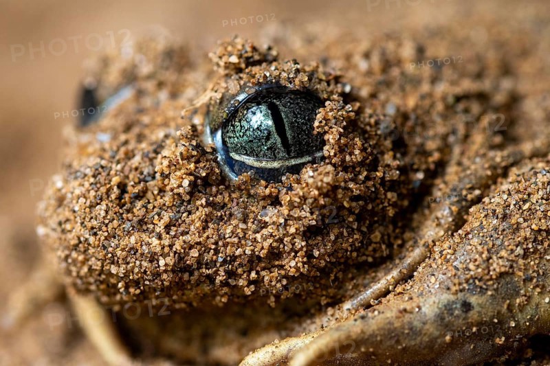 Macro image of a common spadefoot toad, Pelobates cultripes, with its eye visible through a layer of sand The intricate texture of the sand contrasts with the shiny surface of the toad's eye