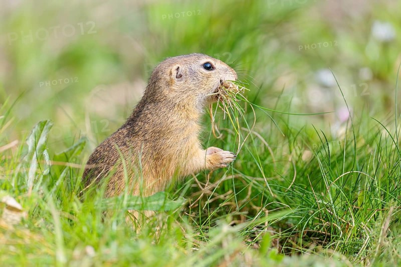 A fully grown European ground squirrel (Spermophilus citellus) carries nesting material in its mouth. Austria
