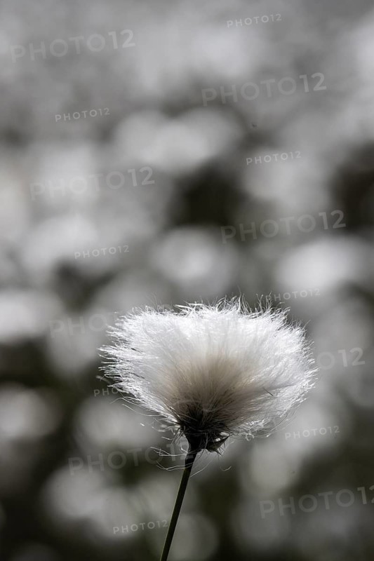 Sheath cottongrass (Eriophorum vaginatum), Emsland, Lower Saxony, Germany