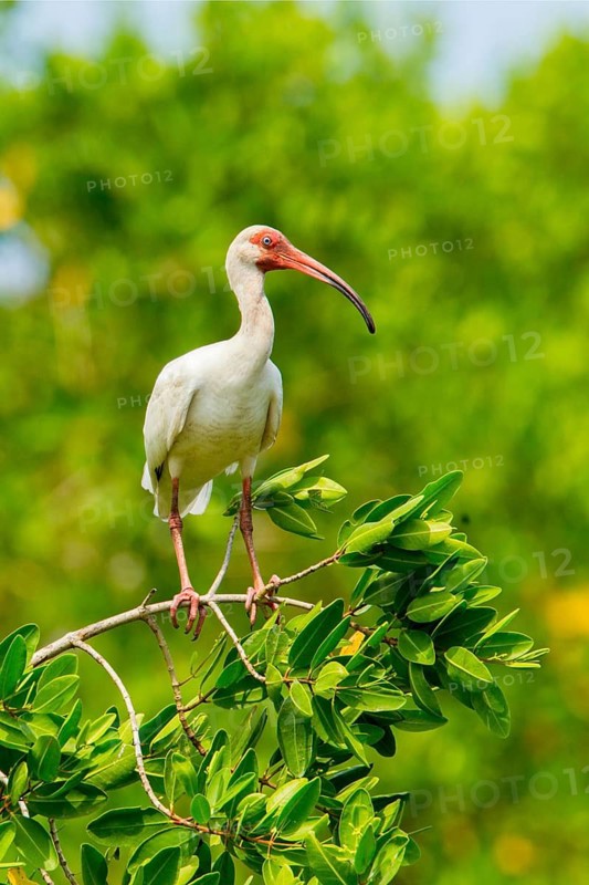 White Ibis Eudocimus albus San Blas, Nayarit, Mexico 7 June Adult Threskiornithidae