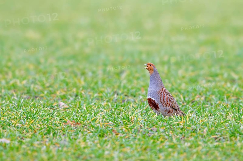 Grey partridge, English partridge, hun (Perdix perdix) male, cock calling in field, meadow in spring