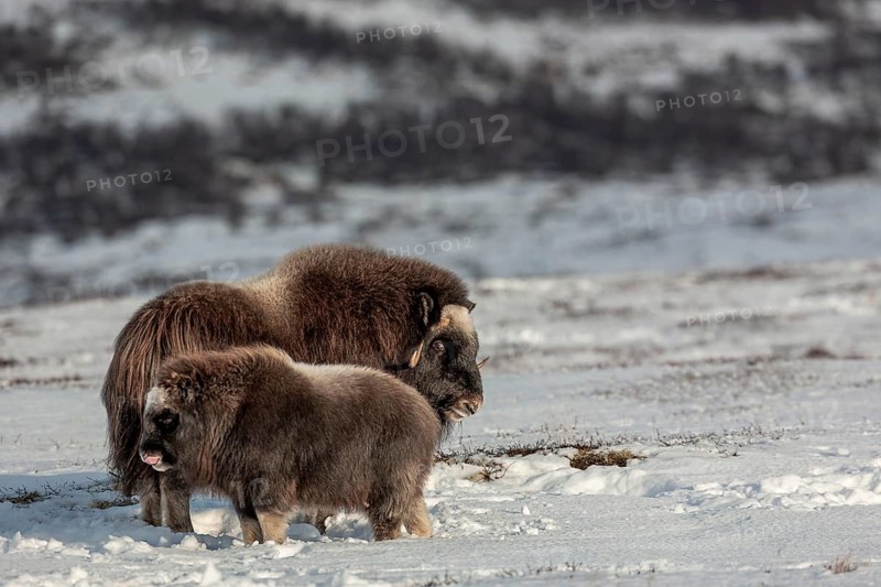 The musk ox cow (Ovibos moschatus) looks visibly irritated at the calf, baby animals, winter, snow, cold, tundra landscape, October, Norway