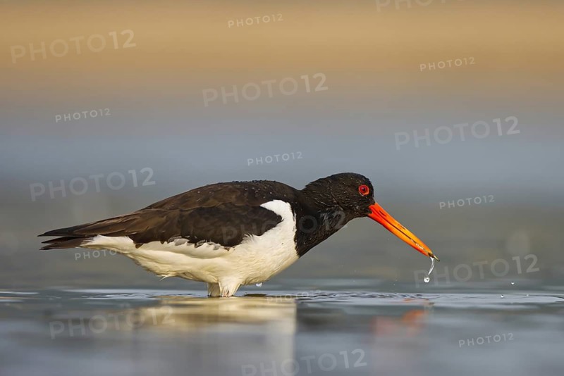 Eurasian Oystercatcher (Haematopus ostralegus) female, North Rhine-Westphalia, Germany