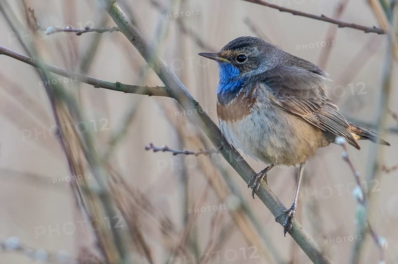Bluethroat (Luscinia svecica), Emsland, Lower Saxony, Germany