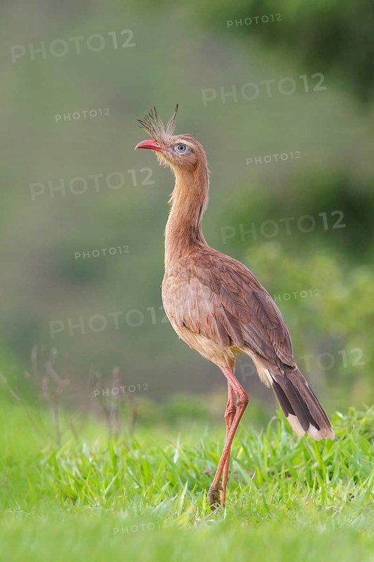 Red-legged Seriema (Cariama cristata) in a field in the Atlantic rainforest of southeast Brazil