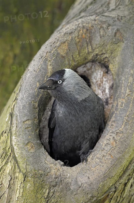 Dohle (Corvus monedula), Jackdaw, Altvogel an der Bruthoehle, Mai, Borken, Muensterland, Nordrhein-Westfalen, Deutschland