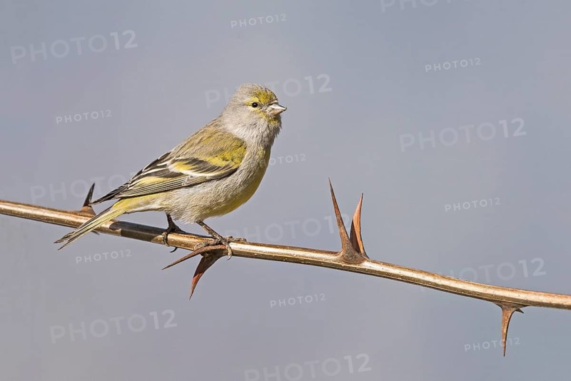 Citril Finch (Carduelis citrinella) female perched on thorny twig of Robinia pseudoacacia, Aosta Valley, Italy