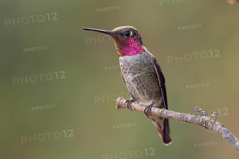 Male Anna's Hummingbird (Calypte anna) perched on a twig