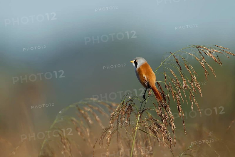 Bearded tit or reedling (Panurus biarmicus) adult male bird on a Common reed seedhead, RSPB Strumpshaw fen nature reserve, Norfolk, England, United Kingdom