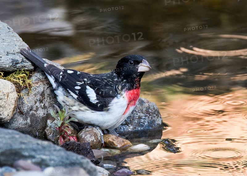 A male Rose-breasted Grosbeak, Pheucticus ludovicanus, drinks from a backyard pond in Saskatoon, Saskatchewan