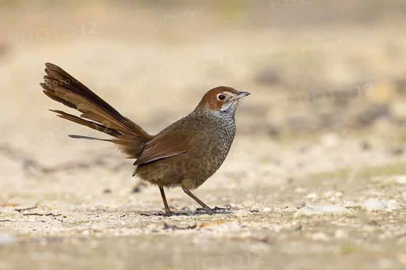 Rufous Bristlebird (Dasyornis broadbenti) perched on the ground, Victoria, Australia
