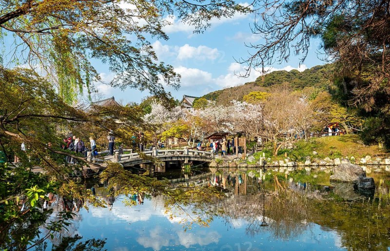 Bridge over Gourd Pond in Maruyama Park, cherry blossoms in spring, Kyoto, Japan